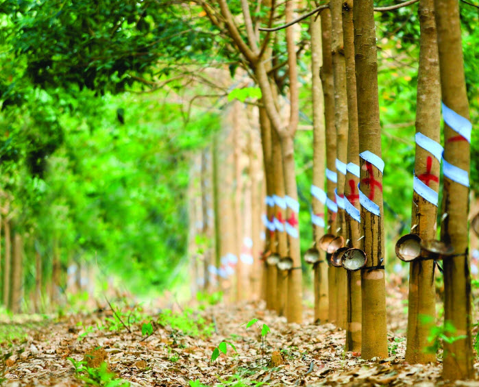 Giá cao su hôm nay 26/11: Tăng nhẹ trên hai sàn giao dịch